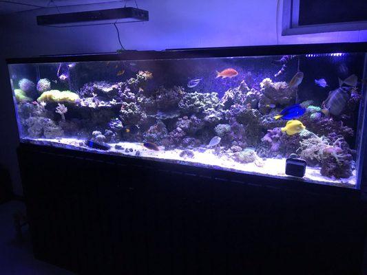 90% of this whole setup is from them; from the fish to the tank to the equipment. All at fair prices.  Would recommend!