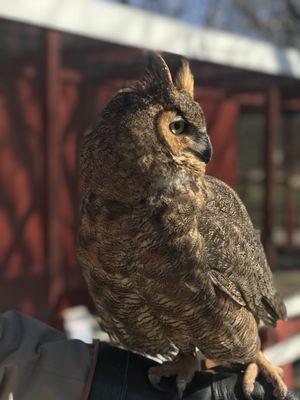 One of their beautiful captive owls.