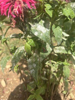 Powdery mildew