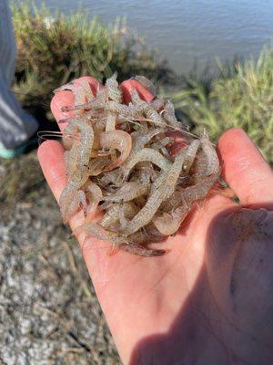 Bodega tackle grass shrimp