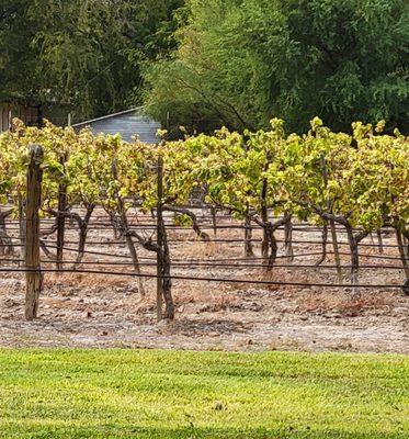 The vineyards at Val Verde Winery.