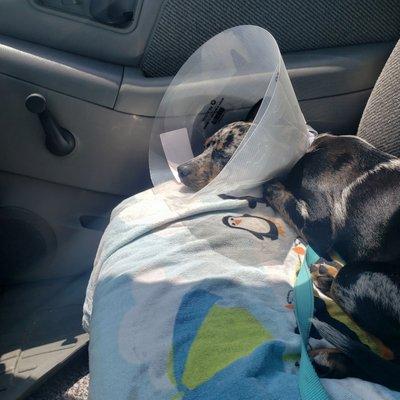 Post-surgery puppy. She thought we were going to the dog park, but instead she got spayed.