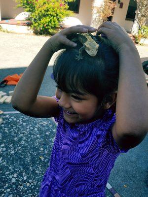 Rock n Roll, the TK/K class gecko likes to climb to the delight of one of our students.