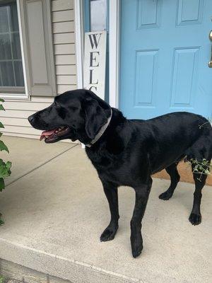 Black Lab