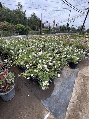 White roses