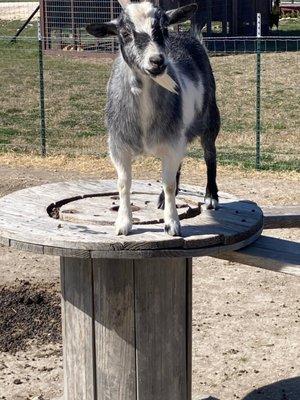 Pygmy Goat