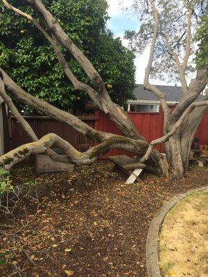 Tree base showing dangerous situation to other neighbors