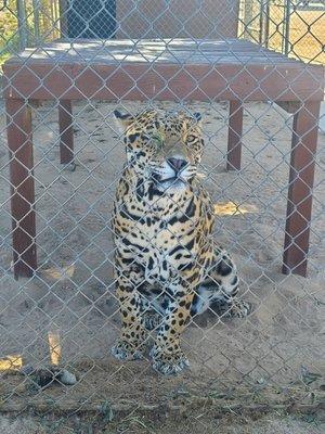 Waiting for food Jaguar