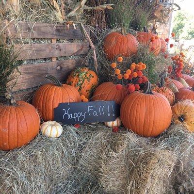 We have pumpkins, fall flowers, mini corn, and more for your Autumn decorating!