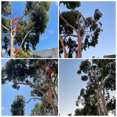 Eucalyptus trimming.