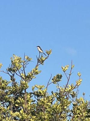 Loggerhead Shrike via iPhone!