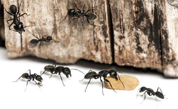 The annual pest control season has arrived! Reach out to A-1 Pest Management to safeguard your home against ants. (805)460-7566