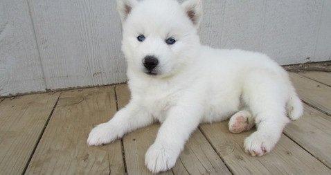 Best Siberian Husky Puppies