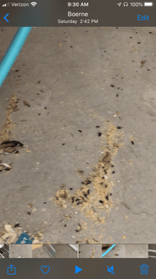 Rodent feces near infant furniture.