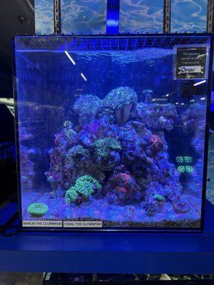 Coral Reef Setup At White's pets