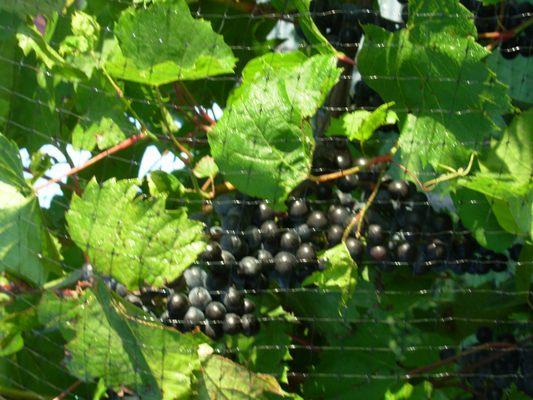 St. Croix Grapes