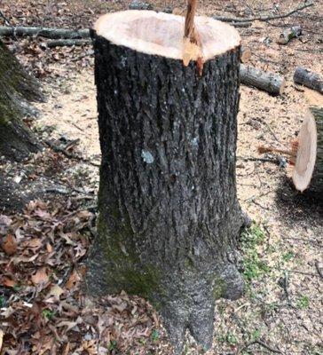 Church's Tree Service