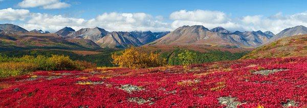 Fall colors in Denali, Alaska during the first week of September