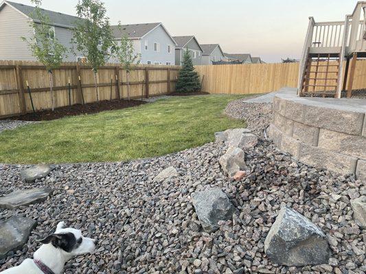 Backyard with newly planted trees