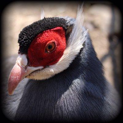 Very photogenic pheasant posed for every shot