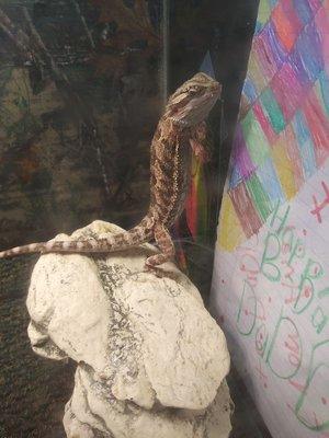 Bearded dragons who pose for the camera.. In the most weird stances too!