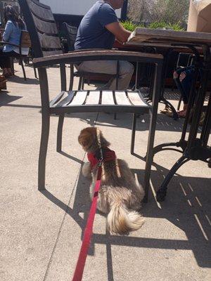 Abner hanging on the dog friendly patio.