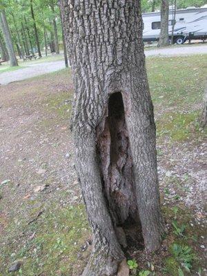 A hollow tree 2 feet from our bedroom.  I took a flashlight and looked up to confirm but according to maintenance this tree is fine.