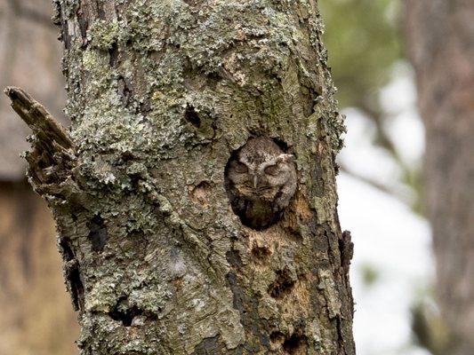 Eastern Screech Owl grabbing a nap! Was visible from the road!