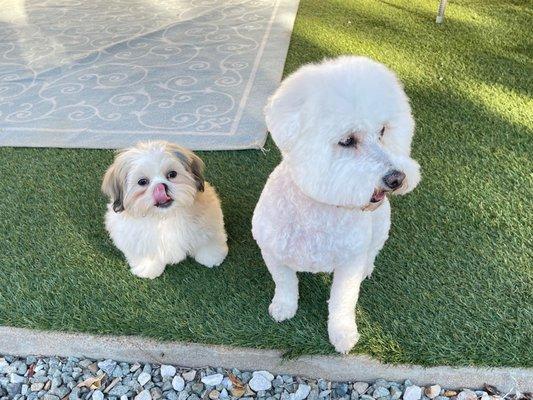 Groomed Shih Tzu puppy (before we decided we liked his hair even shorter ) and groomed Bichon Frisée. Groomed at Barks And Bubbles