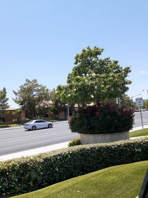 Pretty shrub display in front of Raising Canes