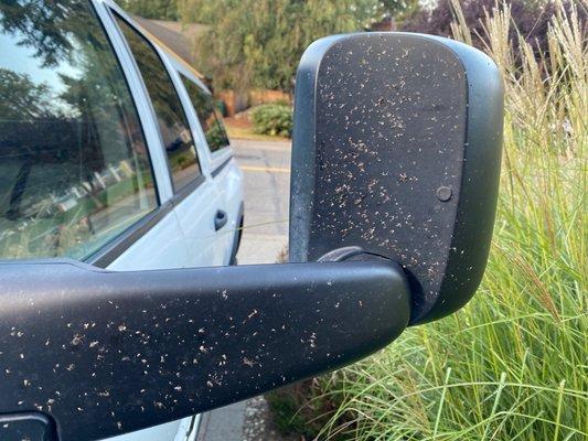 Bugs on "cleaner" mirror.