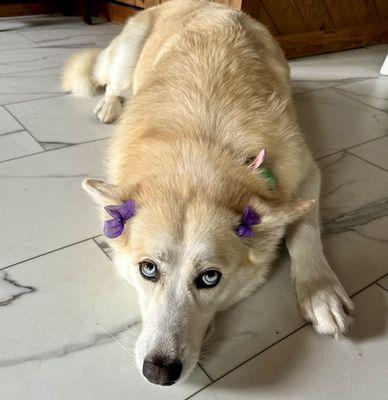 My dog Soul'arrr groomed by Carissa at Petsense.