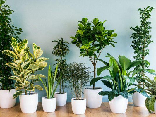 Numerous research, including research from NASA, has shown that houseplants can remove formaldehyde, toluene, xylene, ammonia...