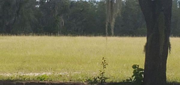 This is the 9 hole golf course all overgrown with weeds and cut tree branches