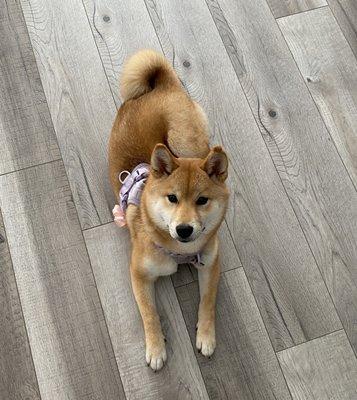 A freshly bathed shiba puppy