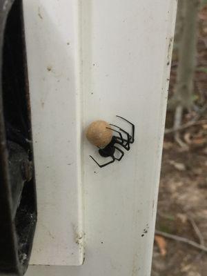 Black Widow with egg