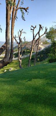 Owners wanted these eucalyptus trees almost bare to regain their amazing view.