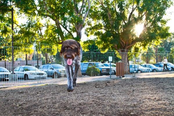 Winchester at the Palm Springs Dog Park