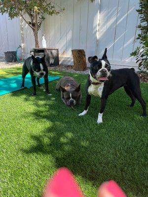 Lucy in the shy in her new home with new siblings Sgt.Pepper and Penny Lane.