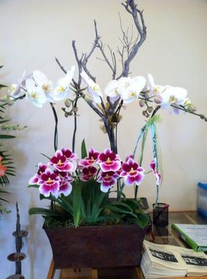 Mixed orchids arrangement in a container