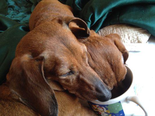 Snorkie's face is buried in the cup.  Rambone is pictured prominently.  Ramby enjoyed attacking my husband, but learned to be a great dog.