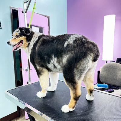 The Pampered Pet Grooming and Spa