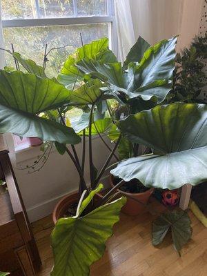 Elephant ear