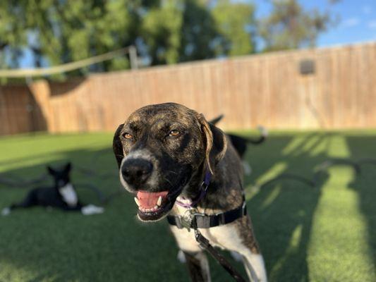 Our girl enjoying the large outdoor space