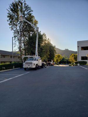 Yearly Trimming On These Trees