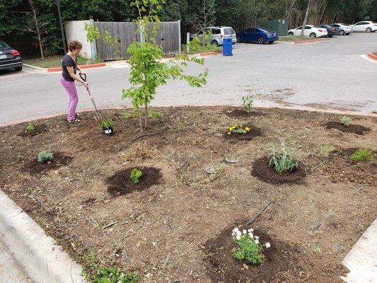 Planting pretty native plants for ya'll to look at