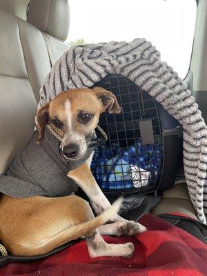 Flipper the current rescue resident dog waiting for his forever home ...and currently waiting to be cared  for by All Pets Animal Hospital