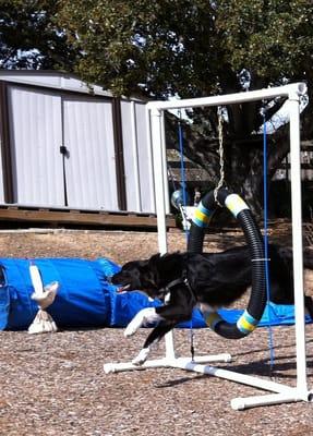 Milo in motion on the agility course.