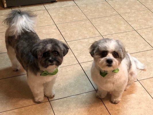 Rocky & Micky with their beautiful cut from Pampered Paws