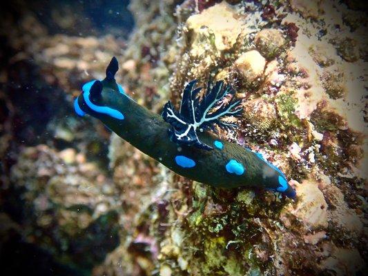 Gloomy nudibranch (Tambja morosa)- Mason Myrmo